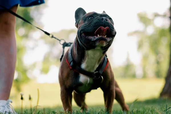 Pequeno Cão Bonito Bulldog Francês Passeio Parque Jogando Retrato Grama — Fotografia de Stock