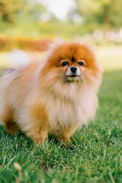 公園の動物の自然のクローズアップを歩いている小さな赤毛かわいいかわいいフワフワのスパイッツ犬の肖像画 — ストック写真