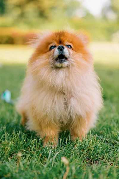 Portret Van Een Kleine Roodharige Schattige Pluizige Pomeranian Spitz Hond — Stockfoto