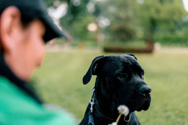 Porträtt Svart Hund Stor Käpp Corso Ras Promenad Parken Ägaren — Stockfoto