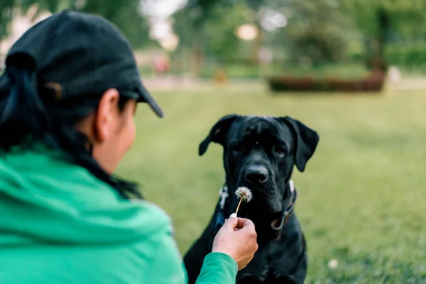 Porträtt Svart Hund Stor Käpp Corso Ras Promenad Parken Ägaren — Stockfoto