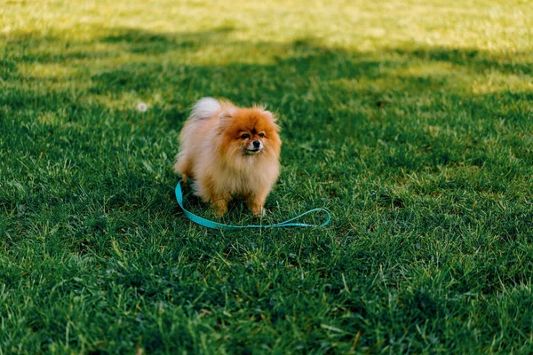 Portrait Small Red Haired Cute Fluffy Pomeranian Spitz Dog Walking — Stock Photo, Image