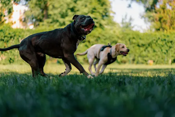 Σκύλοι Μεγάλων Φυλών Και Διαφορετικά Χρώματα Παίζουν Ένα Παιχνίδι Στο — Φωτογραφία Αρχείου