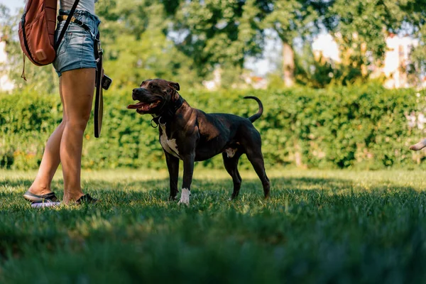 Söt Stor Hund Promenad Kör Parken Djur Utbildning Naturen Hund — Stockfoto