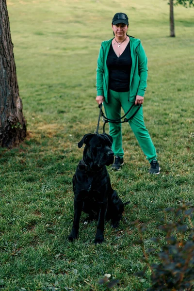 Porträtt Svart Hund Stor Ras Cane Corso Promenad Parken Med — Stockfoto