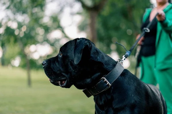 Svart Hund Stor Ras Sockerrör Corso Promenad Parken Leker Och — Stockfoto