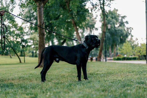 Portret Czarnego Psa Dużej Rasy Cane Corso Spacerze Parku Ciągnącego — Zdjęcie stockowe