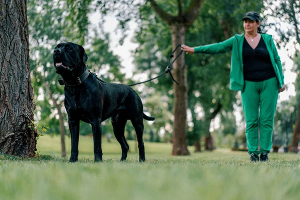 Kvinna Tränar Svart Hund Stor Cane Corso Ras Promenad Parken — Stockfoto