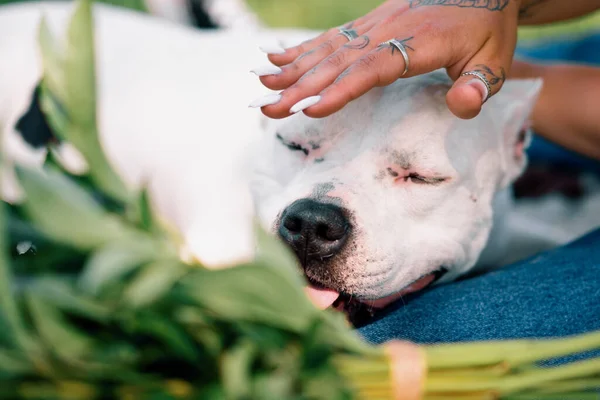 Porträtt Vacker Vit Hund Pitbull Rasen Staffordshire Terrier Promenad Parken — Stockfoto