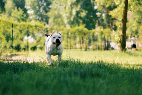 Портрет Красивої Білої Собаки Породи Пітбуль Стаффордшир Тер Прогулянці Парку — стокове фото