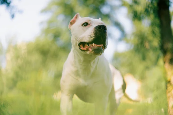 一只漂亮的白狗在公园里散步时的肖像 它是养在斯坦福德郡的狗 — 图库照片