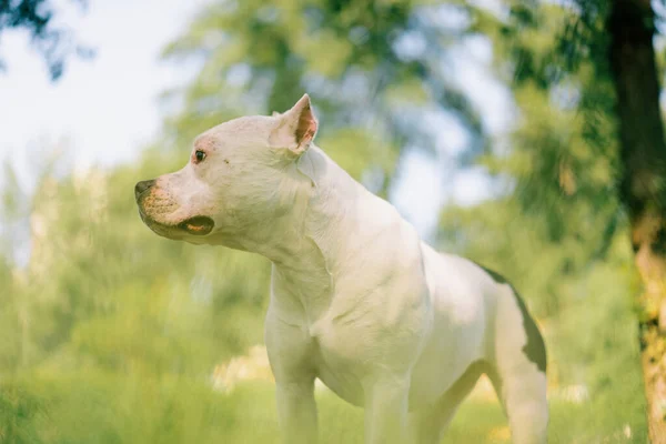 Retrato Belo Cão Branco Raça Pit Bull Staffordshire Terrier Passeio — Fotografia de Stock