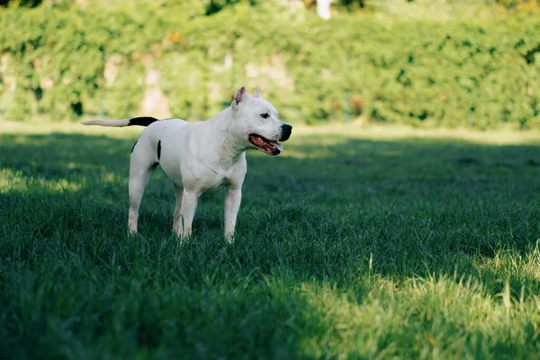 Portret Pięknego Białego Psa Rasy Pit Bull Staffordshire Terrier Spacerze — Zdjęcie stockowe