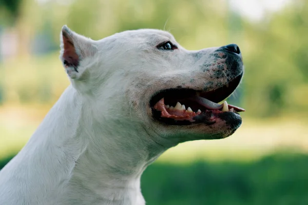 Πορτρέτο Ενός Όμορφου Λευκού Σκύλου Της Φυλής Pitbull Staffordshire Terrier — Φωτογραφία Αρχείου