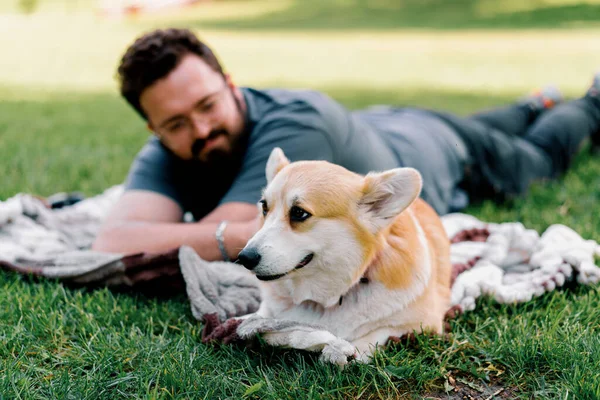 Бородатый Мужчина Отдыхает Парке Своей Собакой Корги Открытом Воздухе Лежащей — стоковое фото