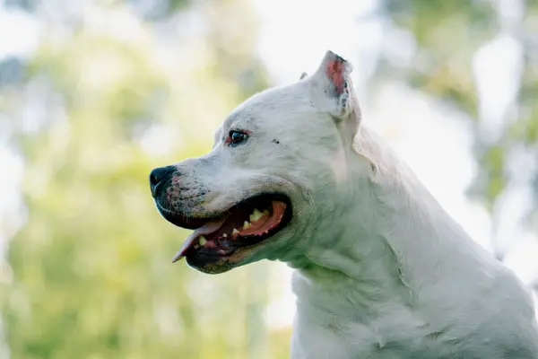 Pitbull Cinsi Güzel Beyaz Bir Köpeğin Portresi Staffordshire Teriyeri Parkta — Stok fotoğraf