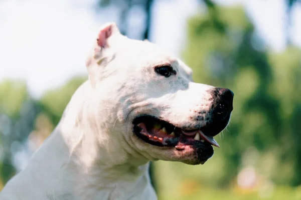 Portrait Beautiful White Dog Pit Bull Breed Staffordshire Terrier Walk — Stock Photo, Image