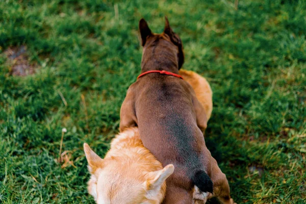 Malé Zábavné Roztomilé Psy Francouzský Buldok Corgi Procházce Parku Hrát — Stock fotografie