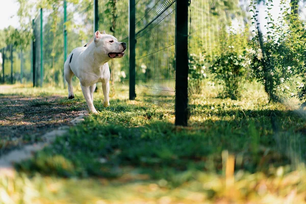 Retrato Hermoso Perro Blanco Raza Pit Bull Staffordshire Terrier Paseo —  Fotos de Stock