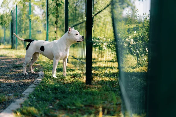 Pitbull Güzel Beyaz Bir Köpeğinin Portresi Staffordshire Teriyeri Park Bekçileri — Stok fotoğraf