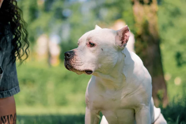 Portret Van Een Prachtige Witte Hond Van Pitbull Ras Staffordshire — Stockfoto