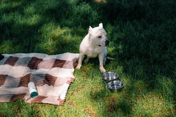 ピットブルの美しい白い犬の肖像画 スタッフォードシャーテリア 公園の休憩で散歩 — ストック写真