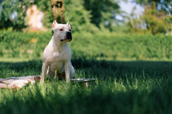 Retrato Belo Cão Branco Raça Pit Bull Staffordshire Terrier Passeio — Fotografia de Stock