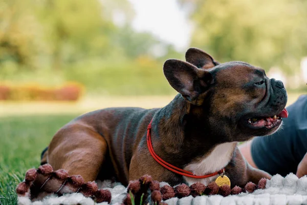 Портрет Маленькой Милой Собаки Французской Породы Бульдогов Гуляющей Парку Которую — стоковое фото