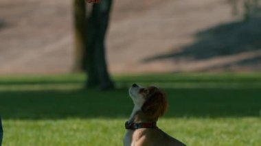 Küçük sevimli köpek, sahibini parkta gezintiye çıkarmış. Kız, kumandayı tamamlamak için evcil hayvana ikramda bulunuyor.
