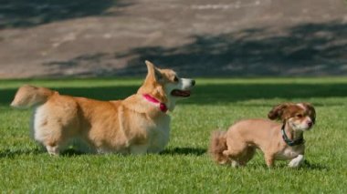 Parkta dinlenen sevimli bir köpek Corgi köpeğini tanır ve onu koklar.