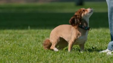Küçük şirin bir köpek parkta çimlerin üzerinde uzanıyor ve sokakta hayvan eğitimine devam ediyor.