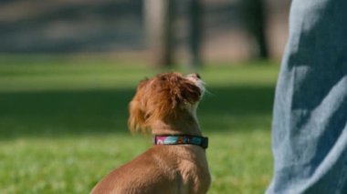 Küçük sevimli köpek, sahibini parkta gezintiye çıkarmış. Kız, kumandayı tamamlamak için evcil hayvana ikramda bulunuyor.