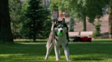 Parkta yürüyüş yapan sevimli, iri yapılı bir köpek yaz hayvan yürüyüşü sırasında çimlerde oynar.