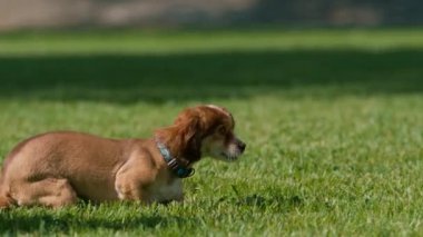 Parkta dinlenen sevimli bir köpek Corgi köpeğini tanır ve onu koklar.