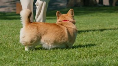 Genç bir kız parkta bir corgi köpeğiyle oynuyor. Doğaya bir top atıyor. Bir köpek oyuncağın peşinden koşuyor.