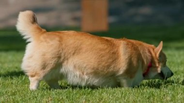 Şirin Corgi köpeği parkta yürüyor doğada oynuyor ve yaz yürüyüşünde hayvanları koşturuyor.