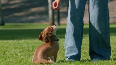 Küçük sevimli köpek, sahibini parkta gezintiye çıkarmış. Kız, kumandayı tamamlamak için evcil hayvana ikramda bulunuyor.