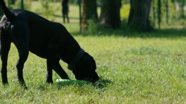 Parkta yürürken, büyük bir kamış gövdesine sahip siyah bir köpek dişinde oyuncak taşıdıktan sonra koşan bir çekiçle oynar.