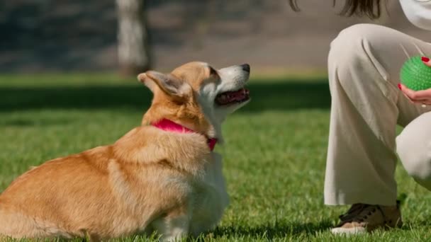 若い女の子とかわいいコルギの犬の肖像画 所有者は公園の散歩で犬にキスをします — ストック動画