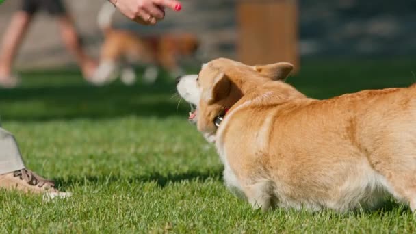 犬の心理学者は公園で従わないかわいいコルジを叱ります 飼い主は散歩の夏の自然の動物で犬に話します — ストック動画