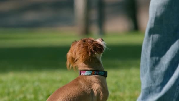 Маленькая Забавная Милая Собака Владельцем Прогулке Парке Девушка Дает Удовольствие — стоковое видео