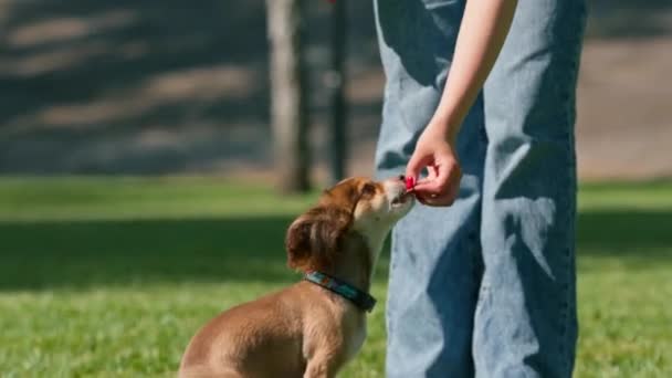Маленькая Забавная Милая Собака Владельцем Прогулке Парке Девушка Дает Удовольствие — стоковое видео