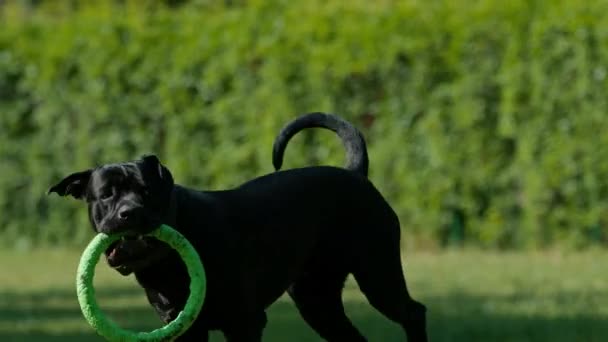 Czarny Pies Dużego Trzcinowego Corso Spacerze Parku Bawi Się Ściągaczem — Wideo stockowe