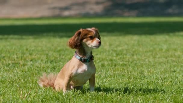 Küçük Sevimli Bir Köpek Sahibi Parkta Gezerken Bir Kız Evcil — Stok video
