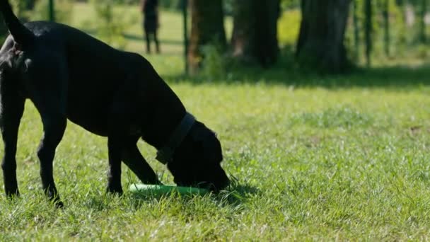 在公园里散步时 一只大型手杖的黑狗带着玩具 与滑翔机一起奔跑 — 图库视频影像