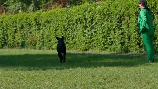 在公园里散步的时候 一个女人和一只大手杖的黑狗玩耍 她把玩具扔在她身后 — 图库视频影像