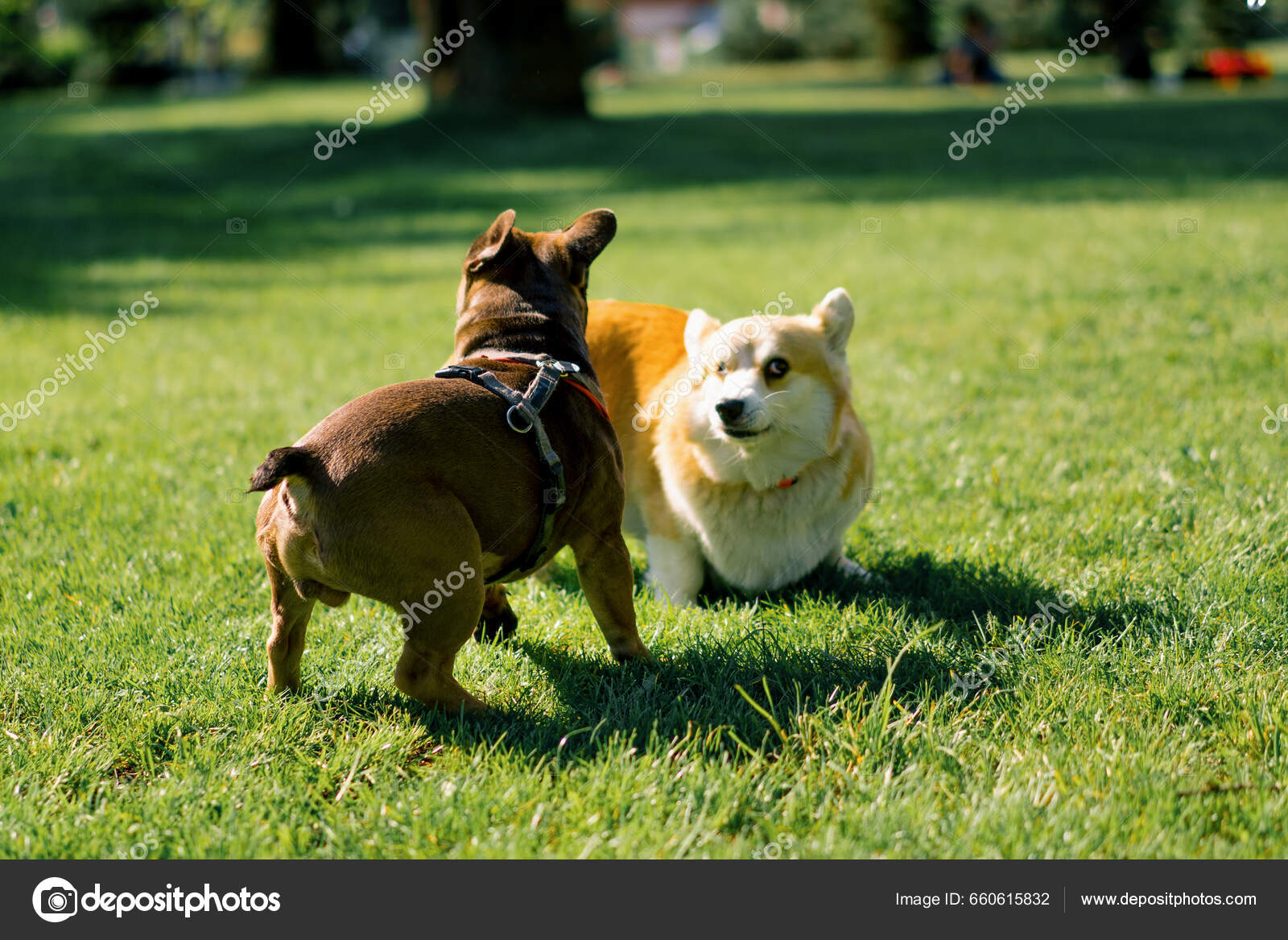Corgi and best sale frenchie