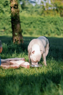 Pitbull 'un güzel beyaz köpeği, parkta yürüyüş yapan, yakın plan kaseden su içen, Stamfordshire Teriyeri yetiştiriyor.