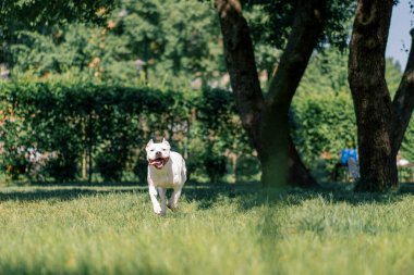 Dilini dışarı çıkaran güzel beyaz köpek parkta yürüyüş yapan pitbull staffordshire Teriyeri yaz hayvanlarıyla oynuyor.