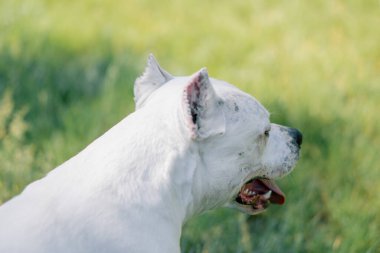 Dilini dışarı çıkaran güzel beyaz köpek parkta yürüyüş yapan pitbull staffordshire Teriyeri yaz hayvanlarıyla oynuyor.